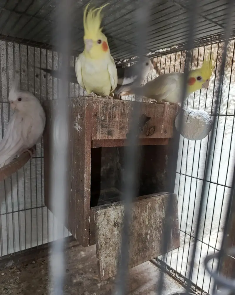 cream nd eno red eye breder pair — photo 3