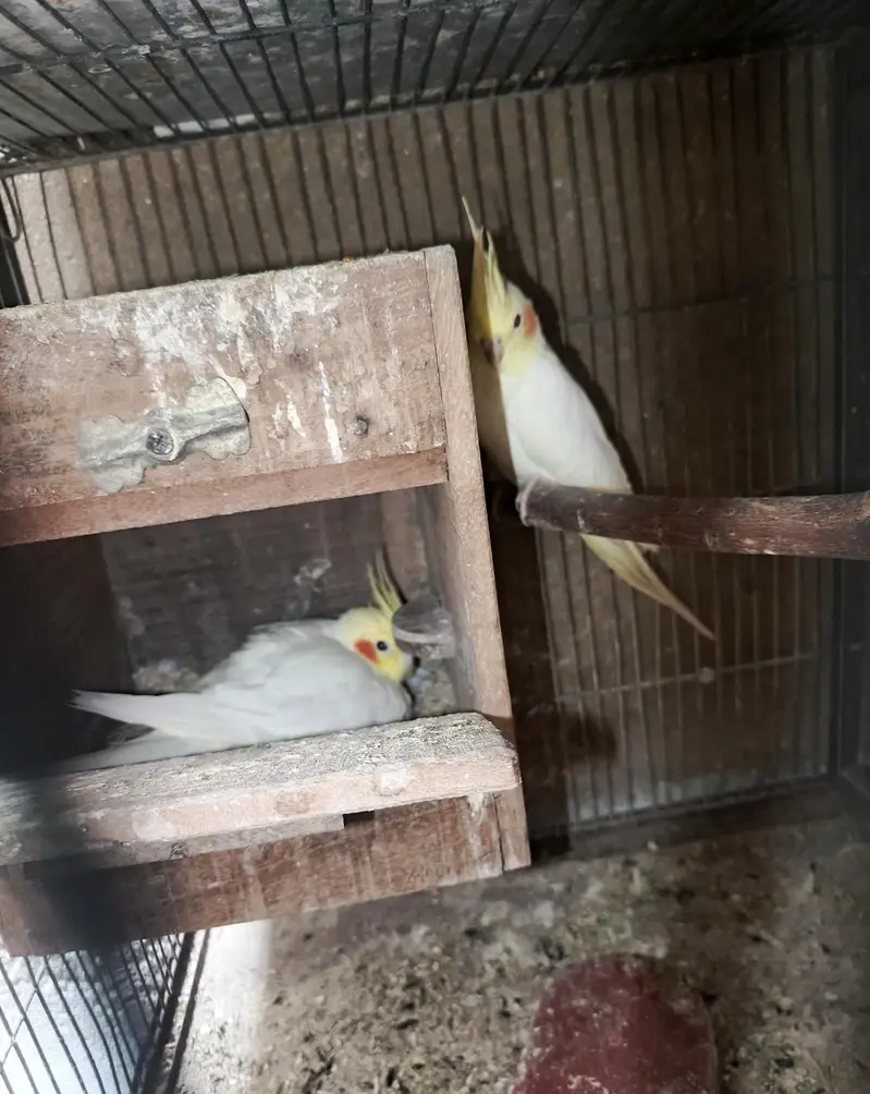 cream nd eno red eye breder pair — photo 5