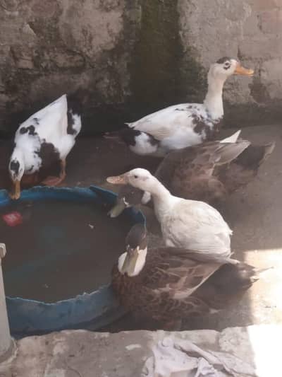 6 Ducks