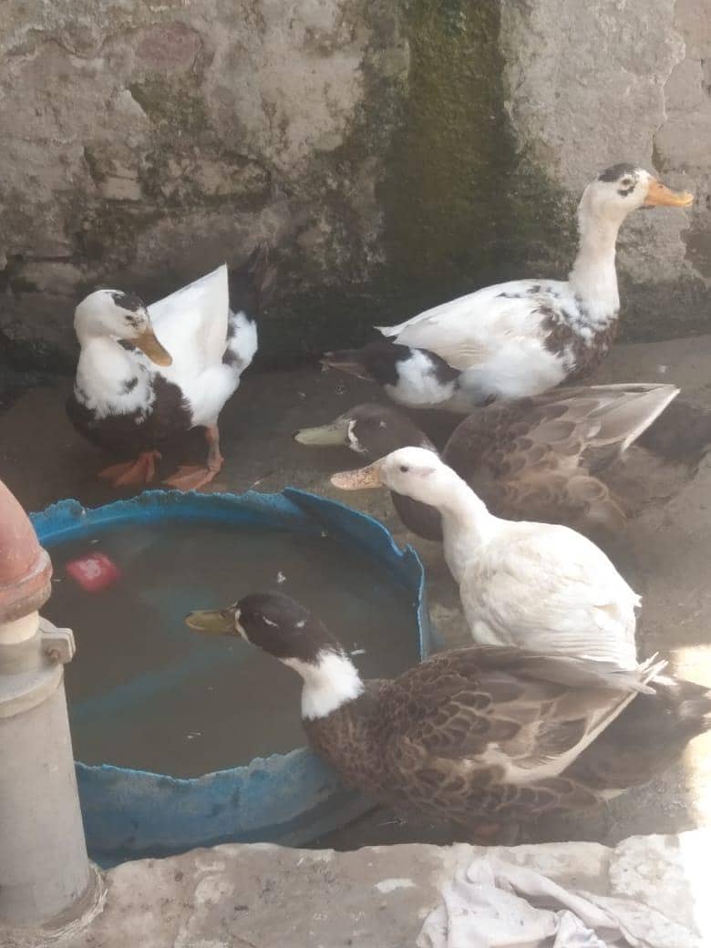 6 Ducks 1