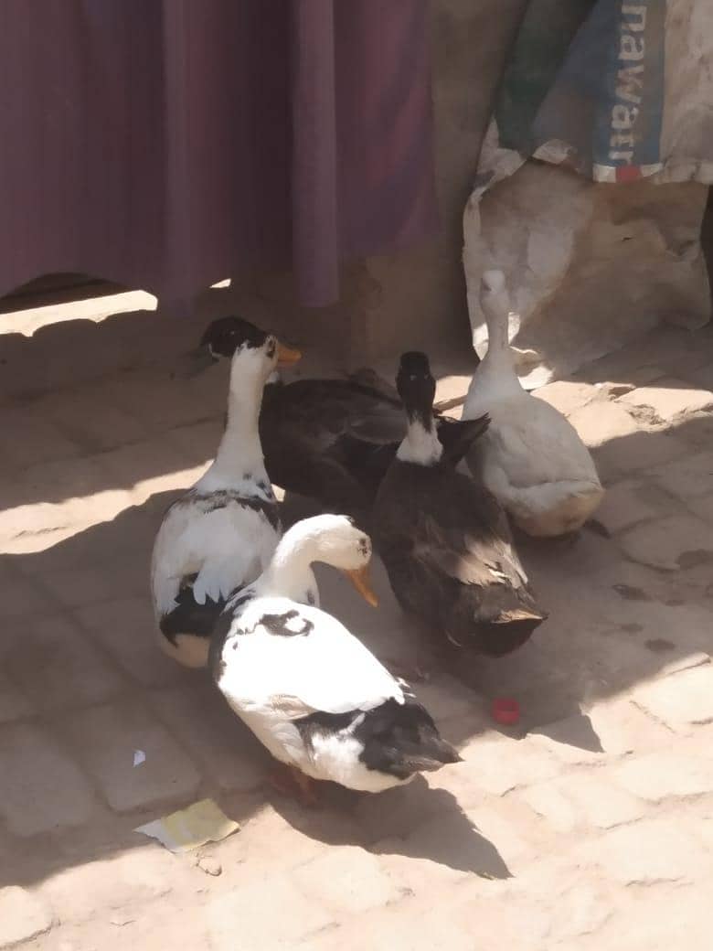 6 Ducks 2