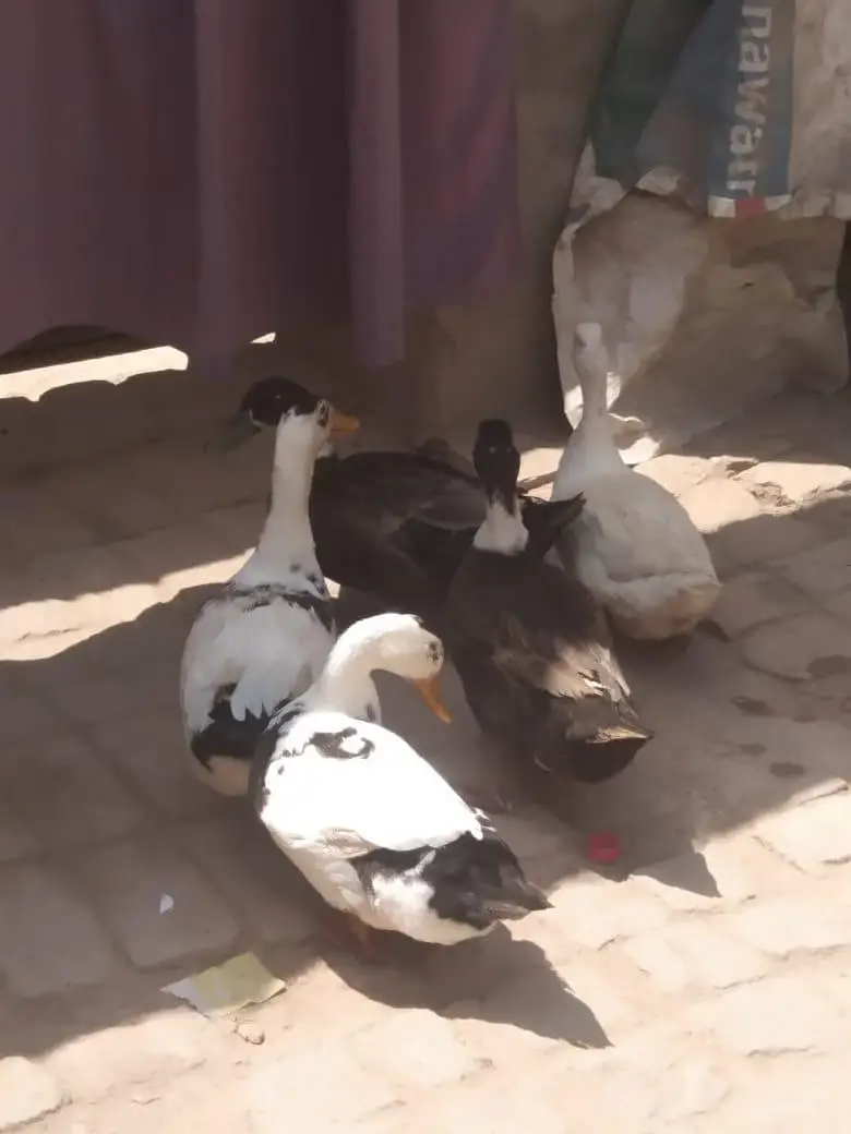 6 Ducks — photo 3