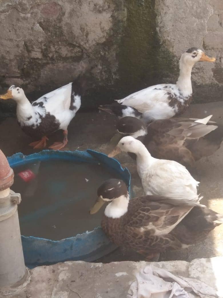 6 Ducks 3