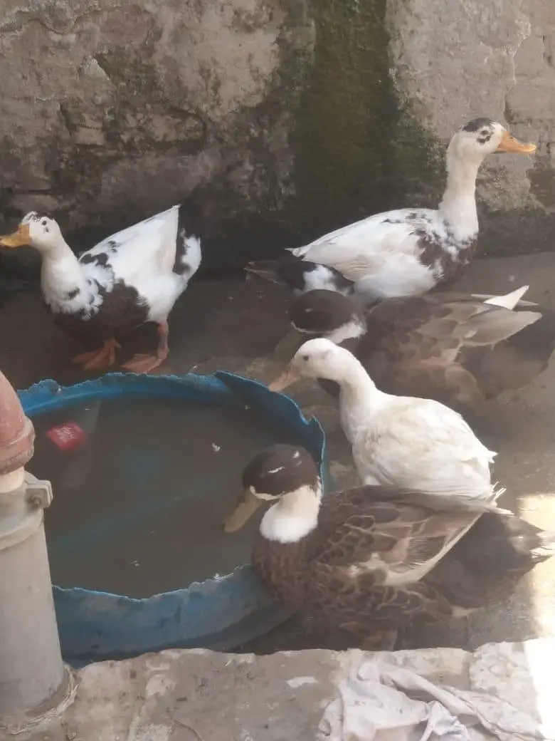 6 Ducks — photo 4