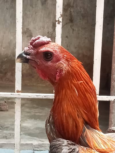 dragon jora for sale