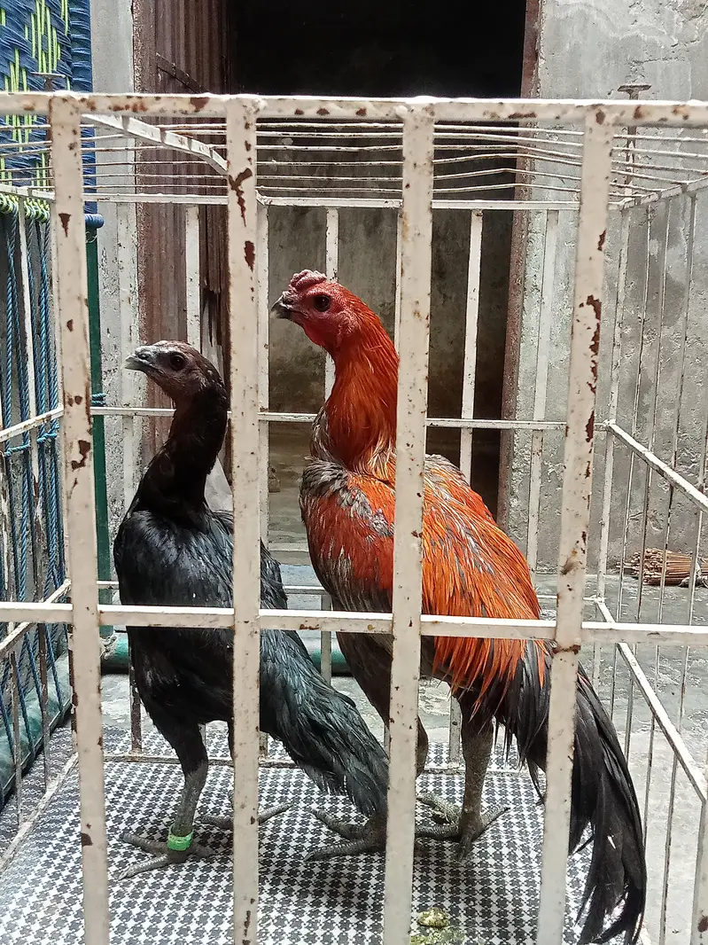 dragon jora for sale — photo 4