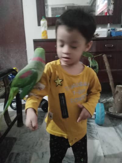 Kashmiri raw Parrot