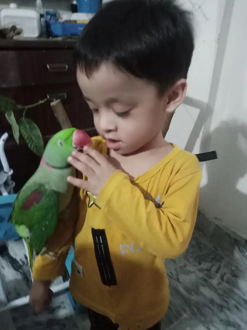 Kashmiri raw Parrot — photo 2