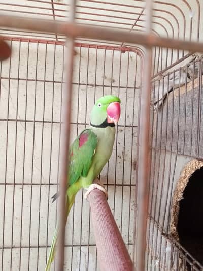Kashmiri raw Parrot