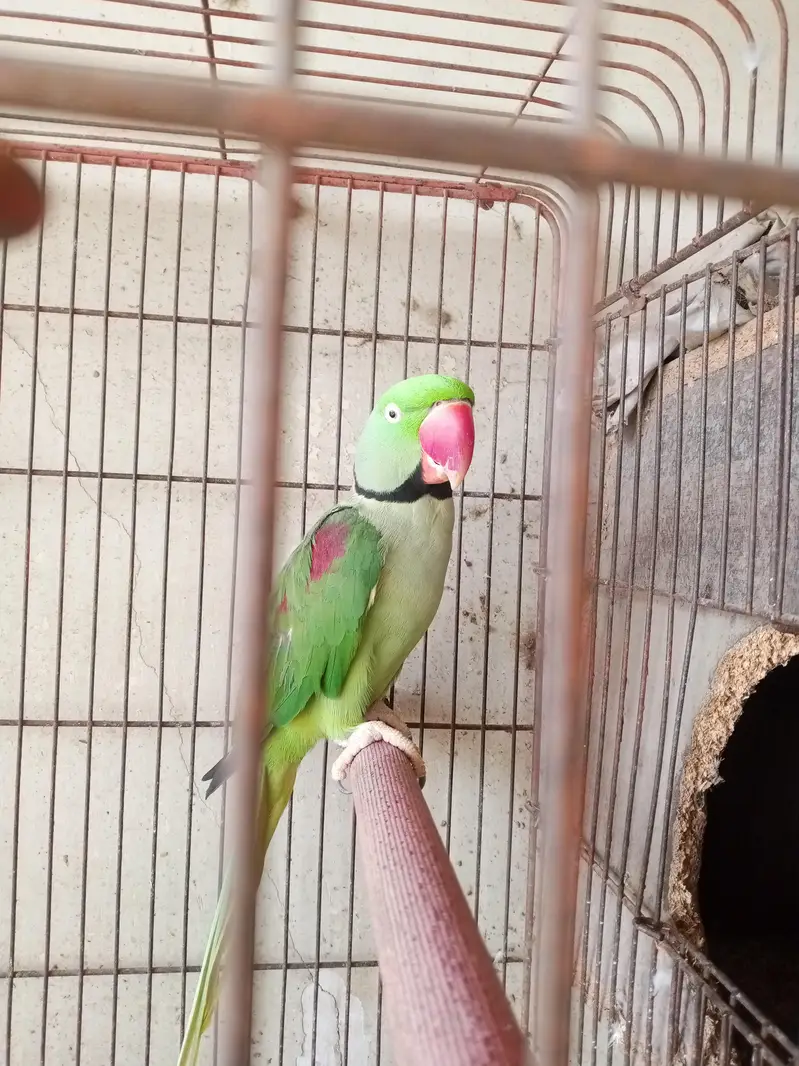Kashmiri raw Parrot — photo 3