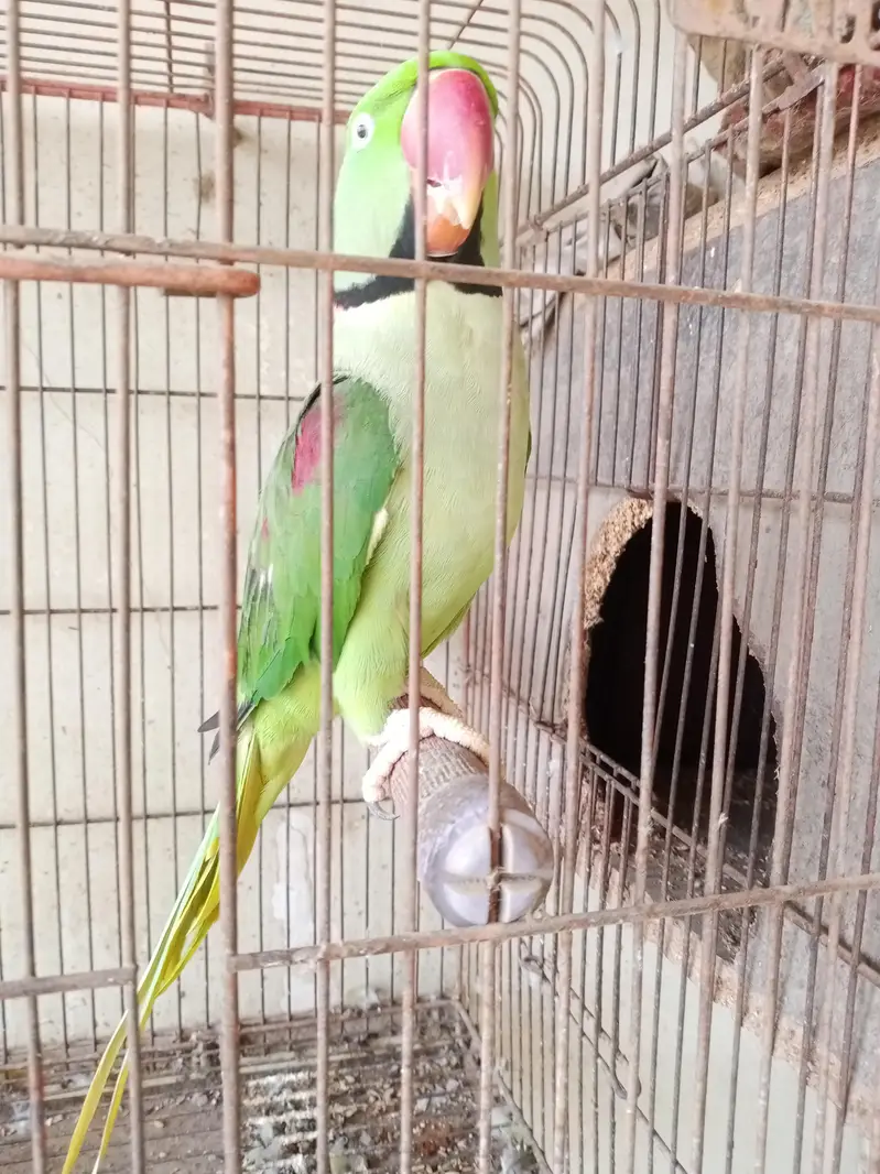 Kashmiri raw Parrot — photo 4