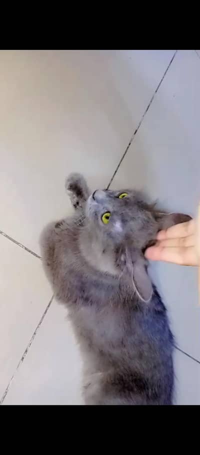 beautiful Persian cat