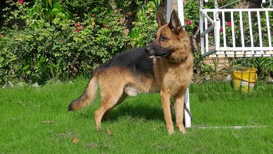 German shepherd male stock coat confrom stud