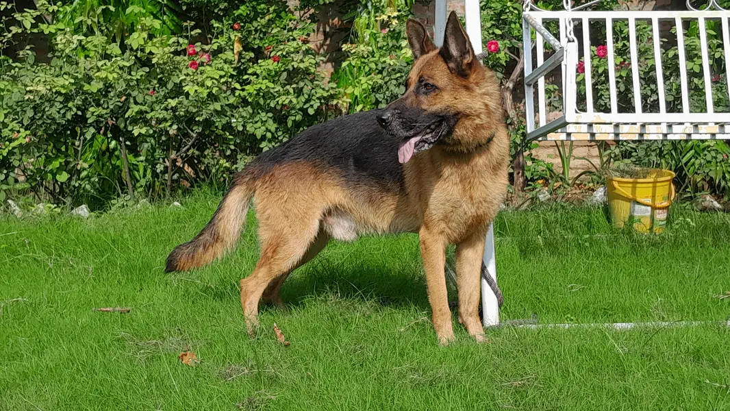 German shepherd male stock coat confrom stud — photo 2