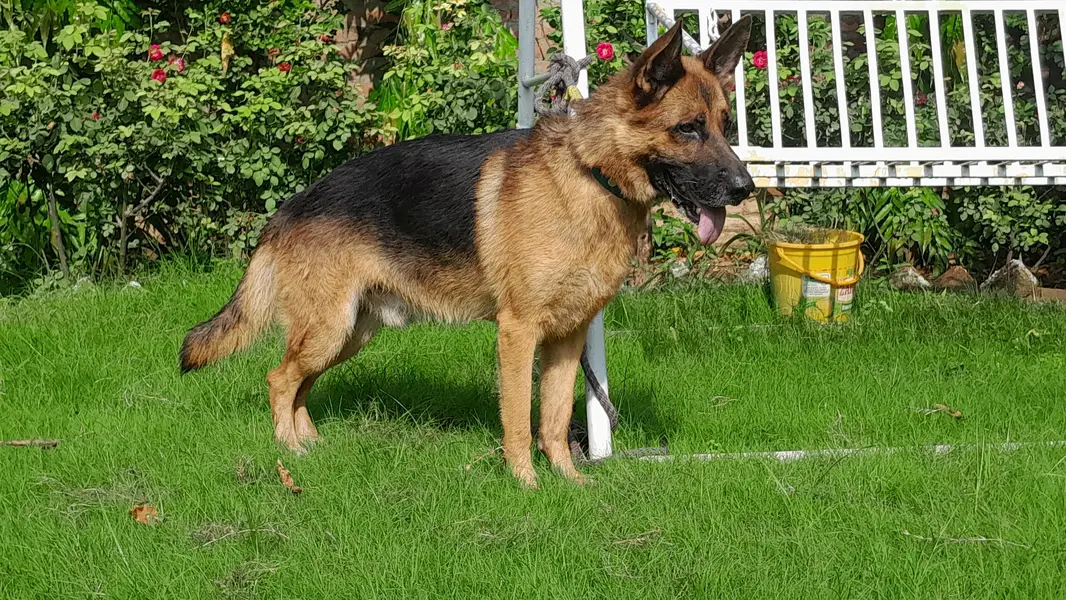 German shepherd male stock coat confrom stud — photo 3