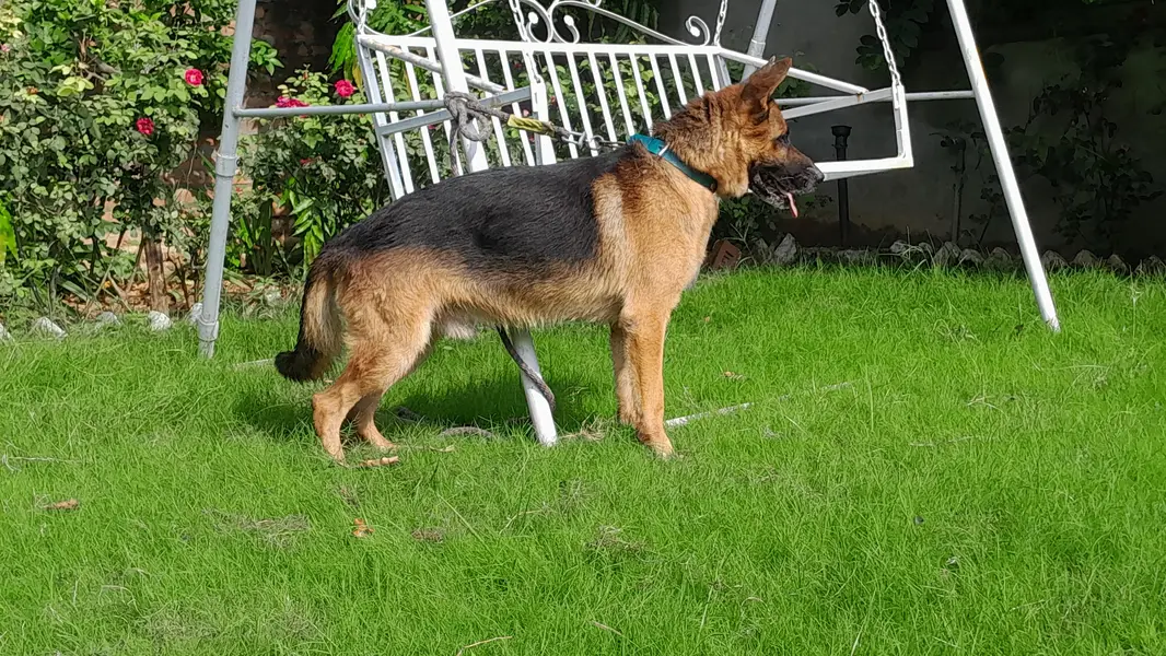 German shepherd male stock coat confrom stud — photo 4