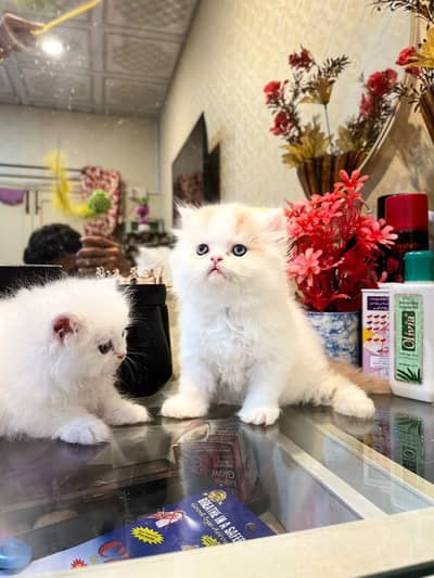 Extreme high quality kittens