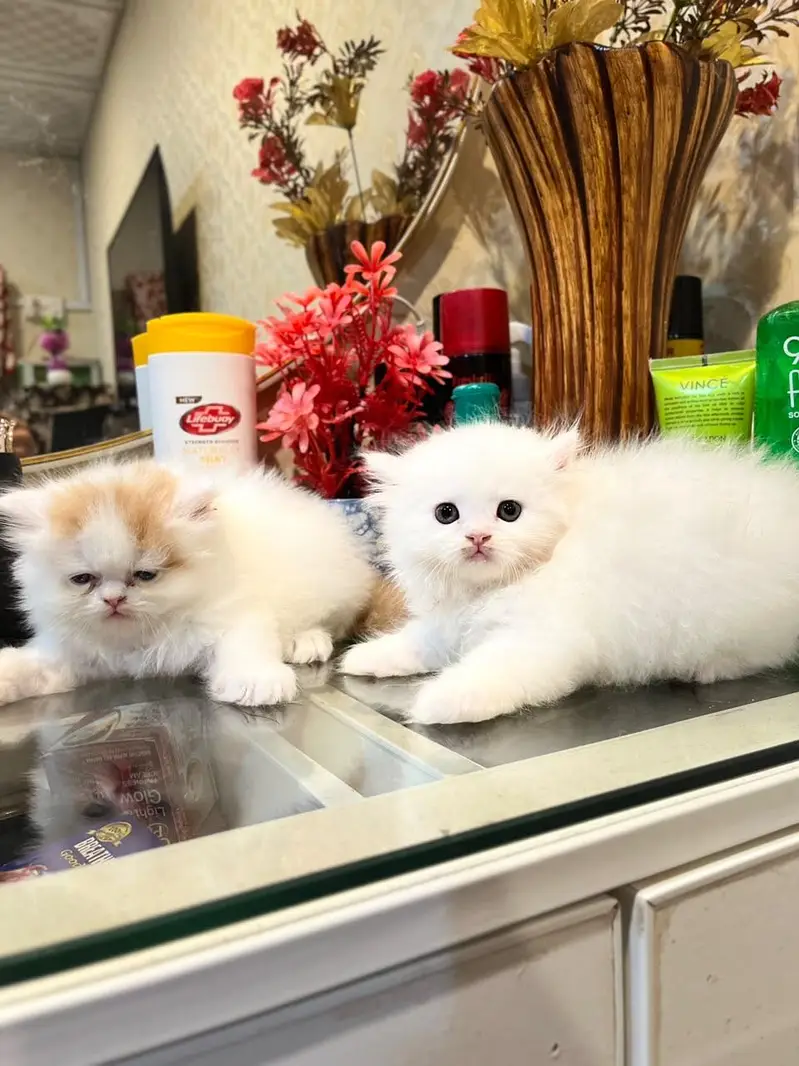 Extreme high quality kittens — photo 2