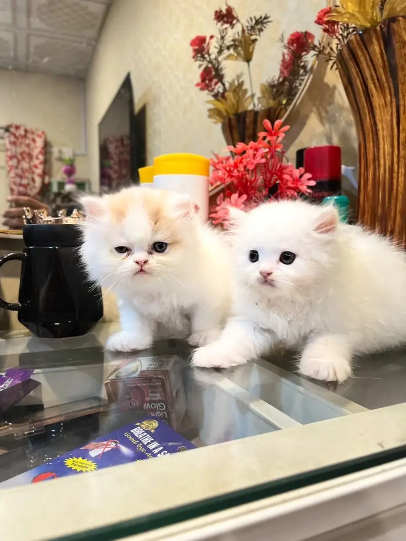 Extreme high quality kittens — photo 3