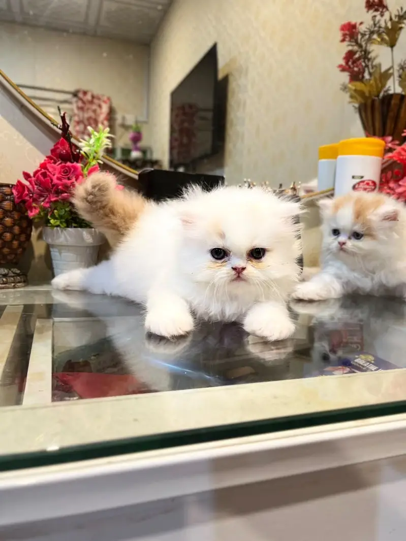 Extreme high quality kittens — photo 4