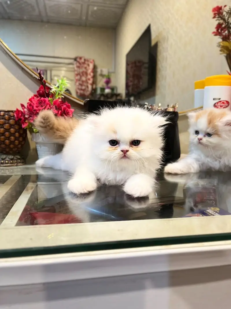 Extreme high quality kittens — photo 5