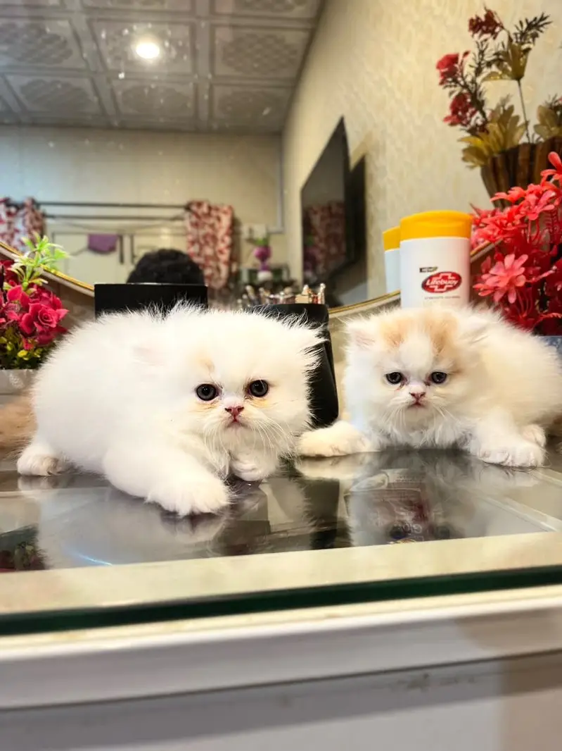 Extreme high quality kittens — photo 6