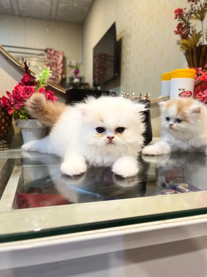 Extreme high quality kittens — photo 7