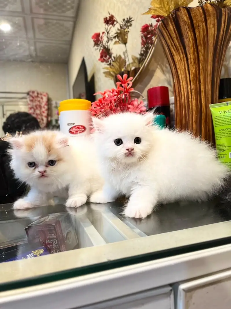 Extreme high quality kittens — photo 8