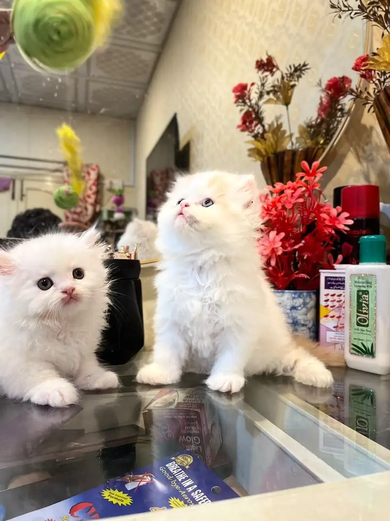 Extreme high quality kittens — photo 9