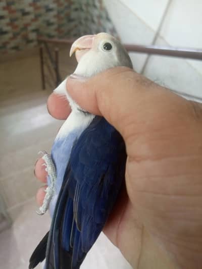 blue fisher male breeder ha