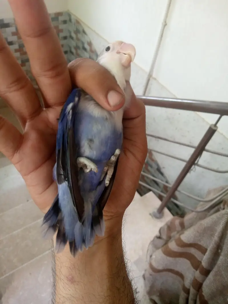 blue fisher male breeder ha — photo 2