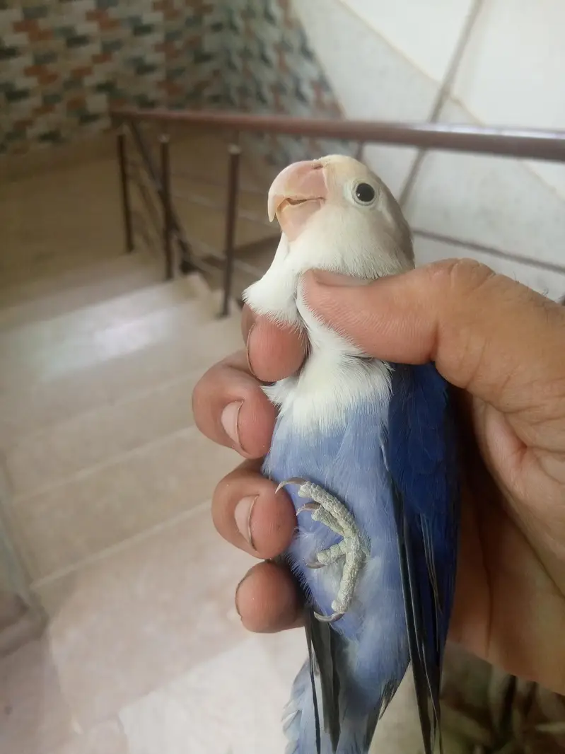 blue fisher male breeder ha — photo 3