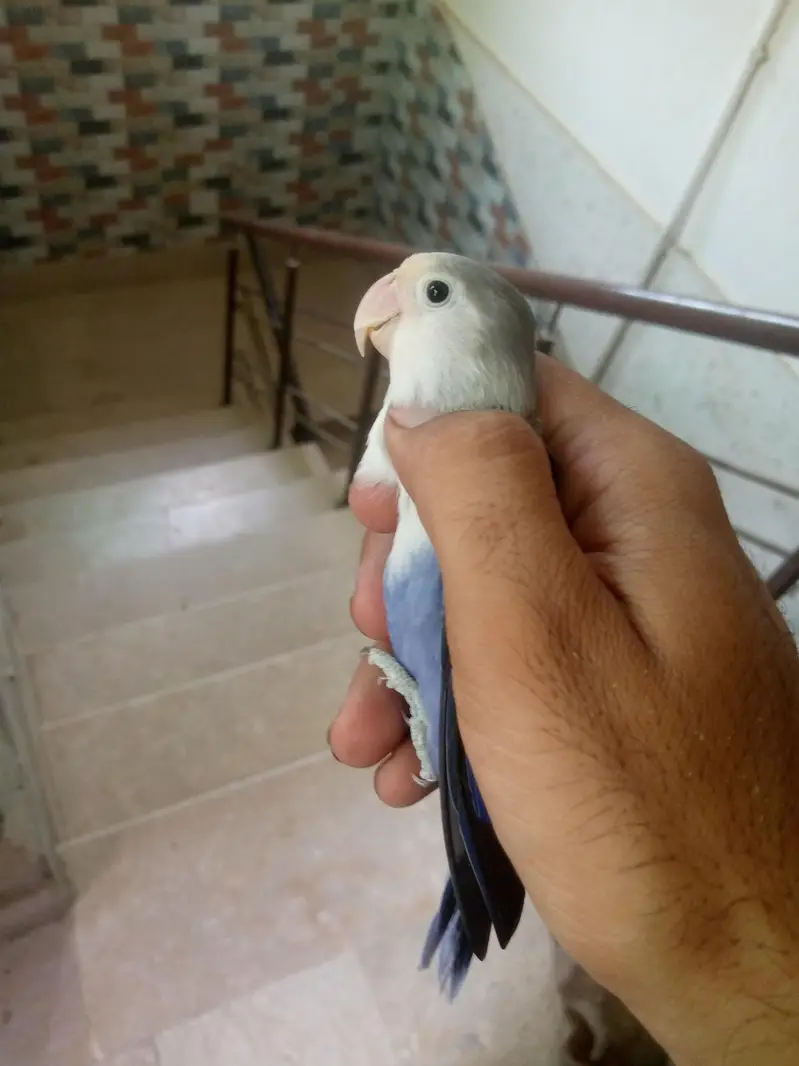 blue fisher male breeder ha — photo 4