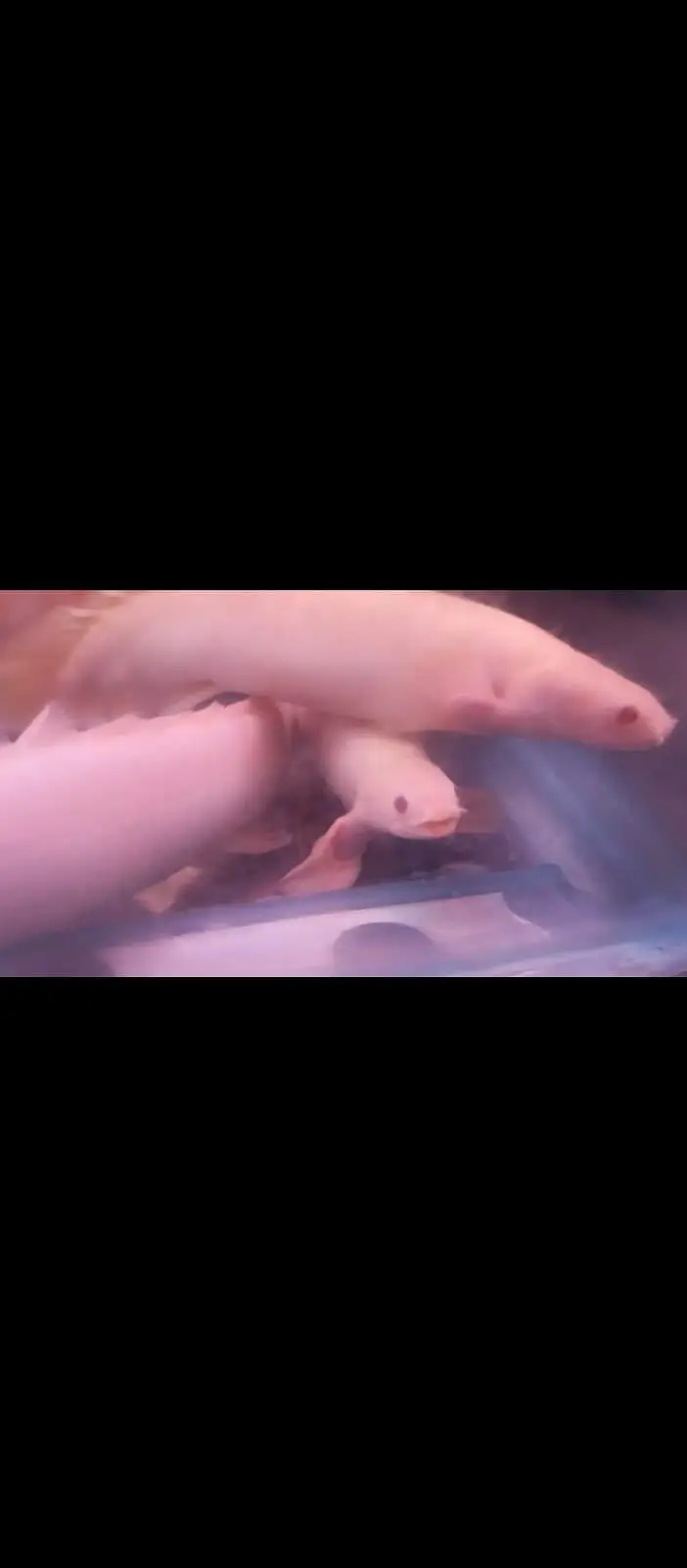albino bichir and tiger oscar