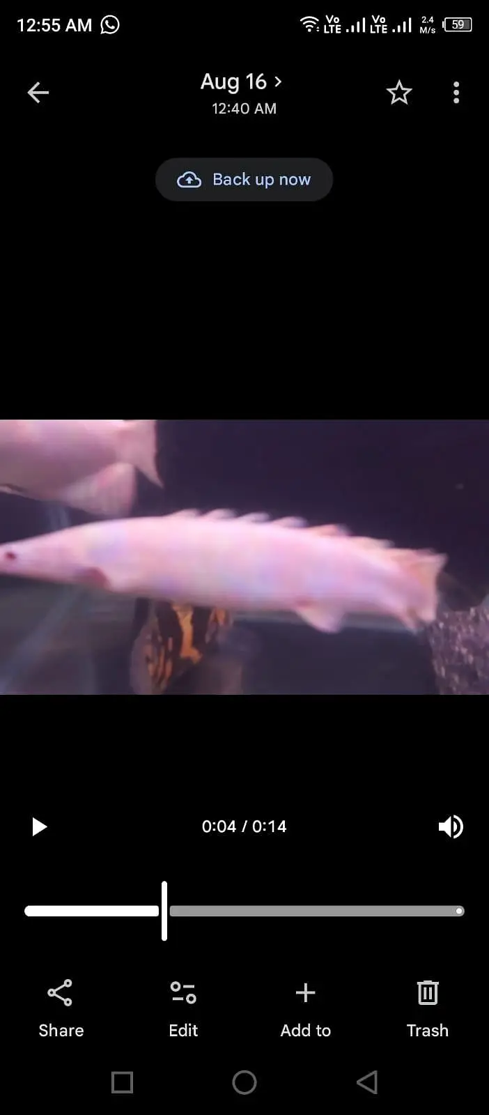 albino bichir and tiger oscar — photo 2
