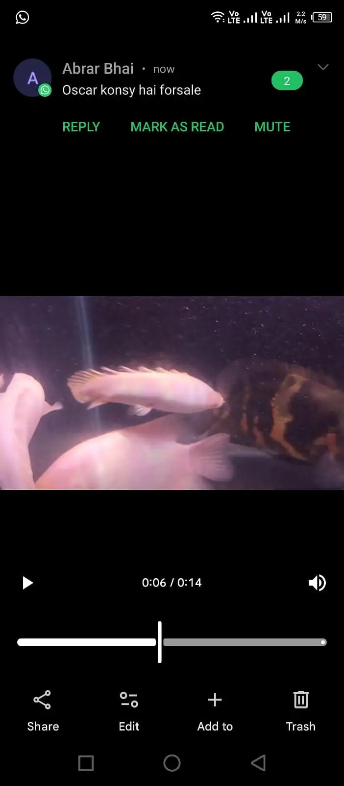 albino bichir and tiger oscar — photo 3
