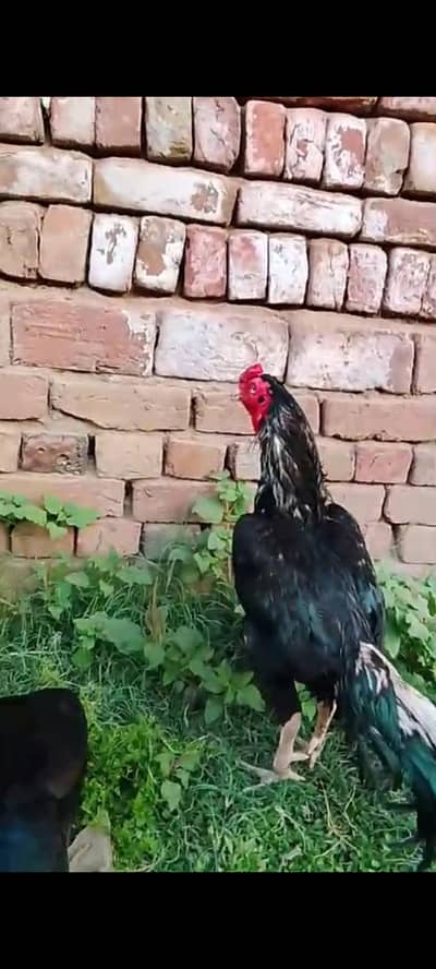 Black Aseel Breeder Pair