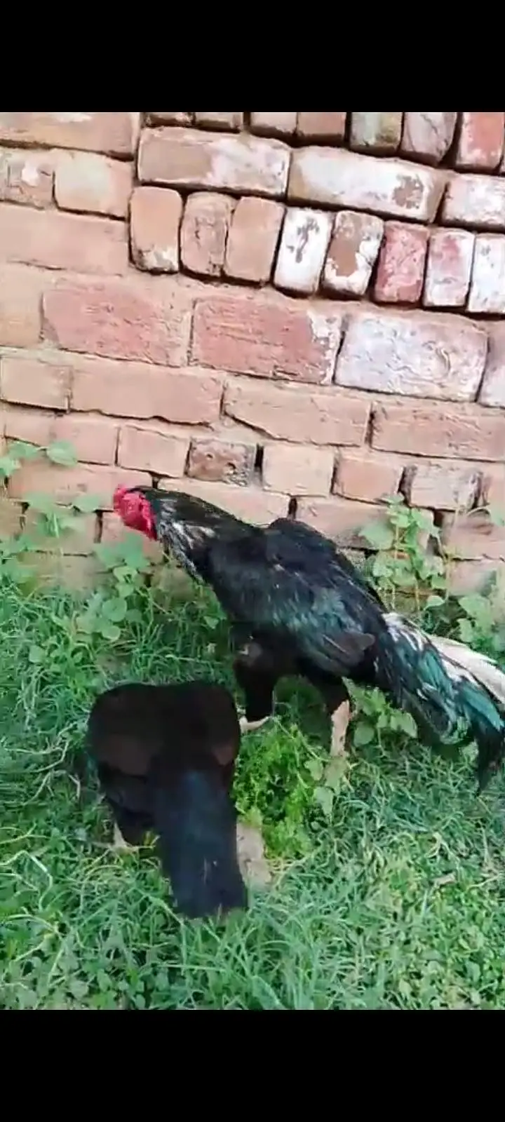 Black Aseel Breeder Pair — photo 2