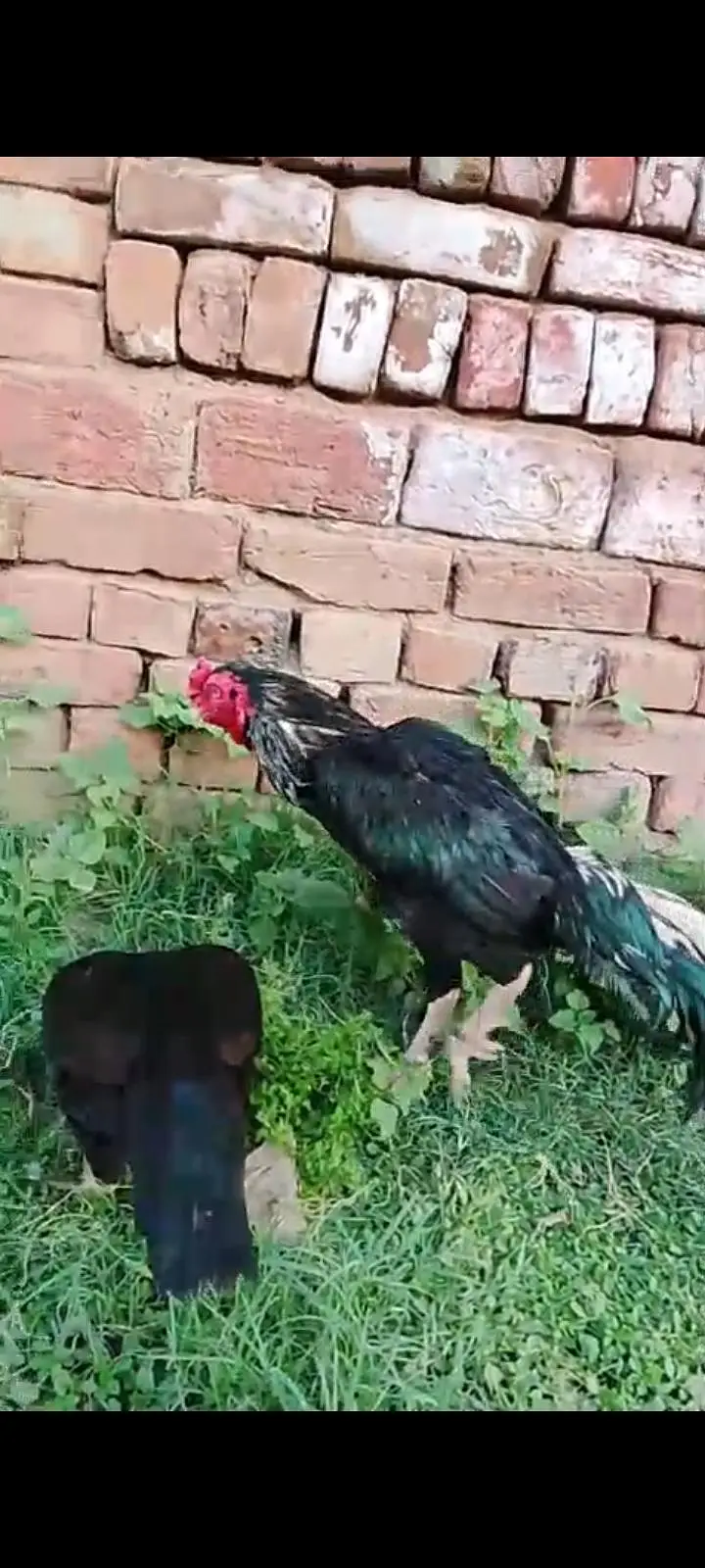 Black Aseel Breeder Pair — photo 3