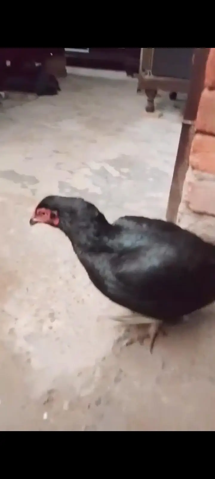 Black Aseel Breeder Pair — photo 4