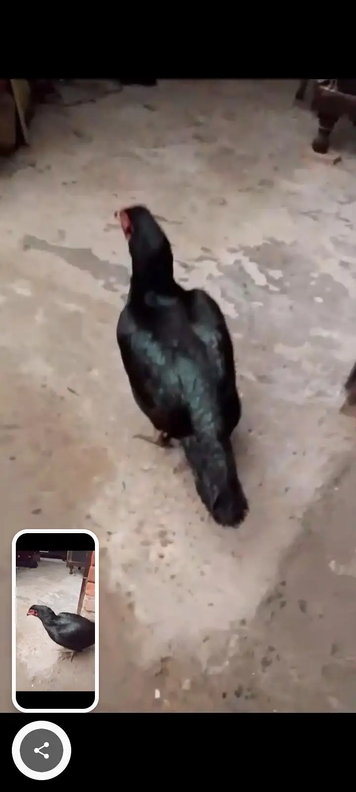 Black Aseel Breeder Pair — photo 5
