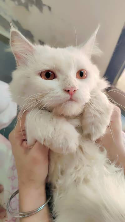 Cat Male | Heavy Billa  | Vaccinated Cat