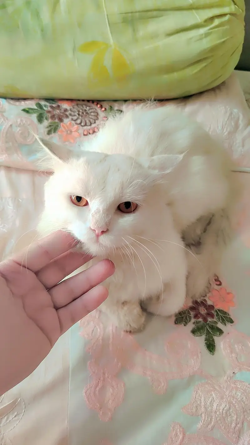 Cat Male | Heavy Billa  | Vaccinated Cat — photo 2