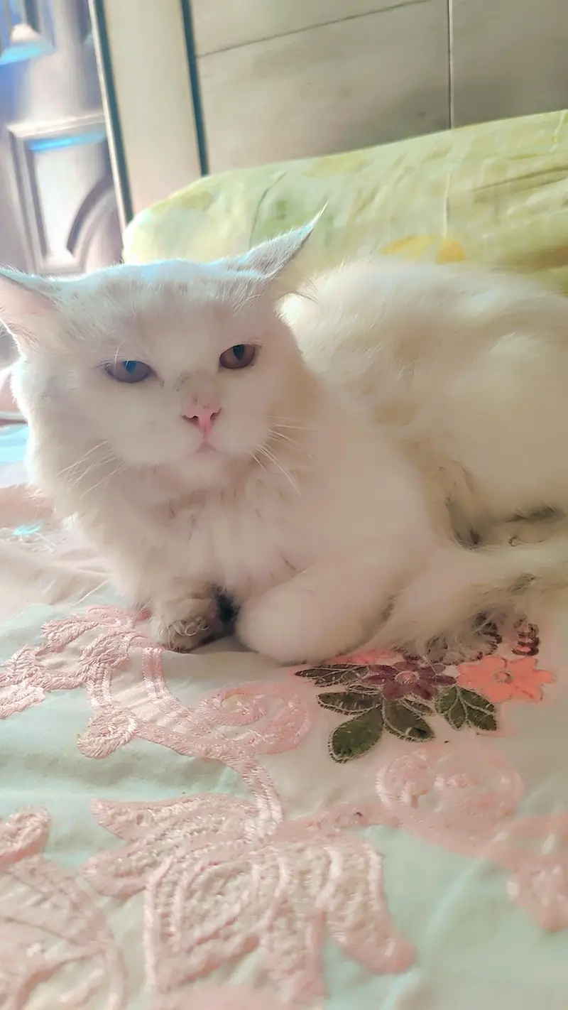 Cat Male | Heavy Billa  | Vaccinated Cat — photo 3