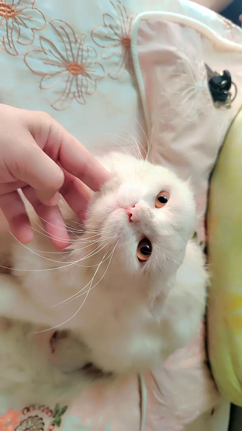 Cat Male | Heavy Billa  | Vaccinated Cat — photo 4