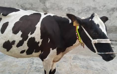 cow pure ferzion 03459752637