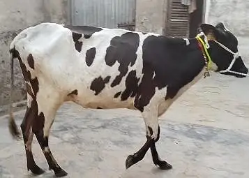 cow pure ferzion 03459752637 — photo 2