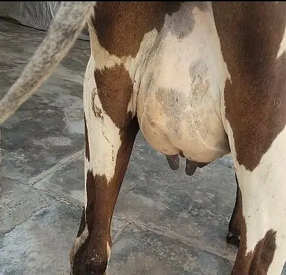 cow pure ferzion 03459752637 — photo 3