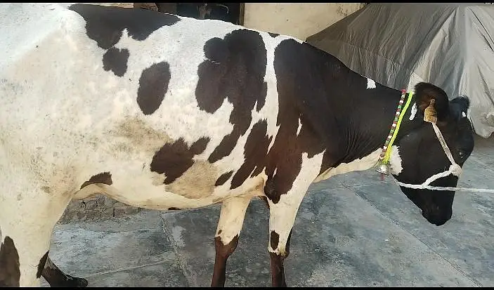 cow pure ferzion 03459752637 — photo 4