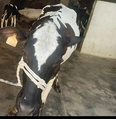 cow pure ferzion 03459752637 — photo 5
